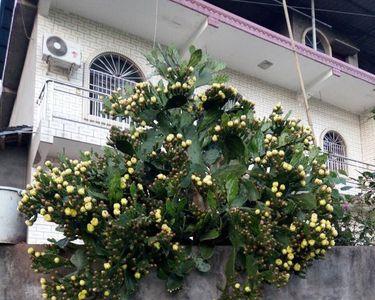 红毛仙人掌几年开花