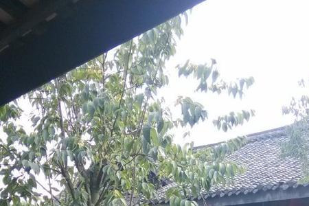 古城朱雀的小街是什么诗