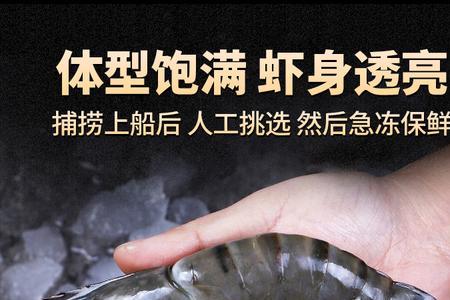 海捕虾最好的海域