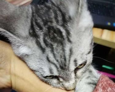 三个月大的猫喜欢扑人