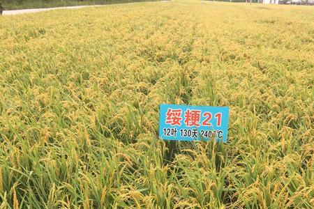 绥粳308水稻品种介绍