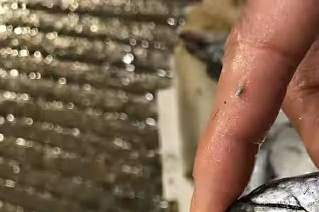 带鱼红眼好还是黄眼好