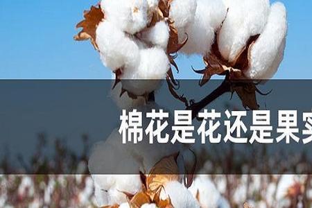 为什么棉花是花还是果实