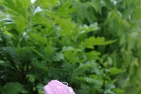 爱花也可以迎风雨什么意思