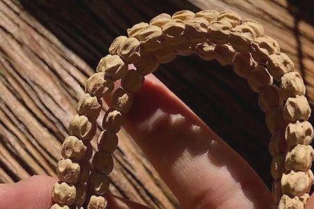 尸陀林百香籽啥意思
