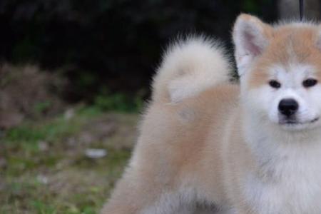 秋田犬为什么总爱张口咬人