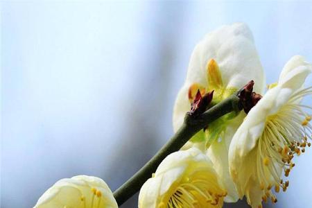 河北绿梅几月开花