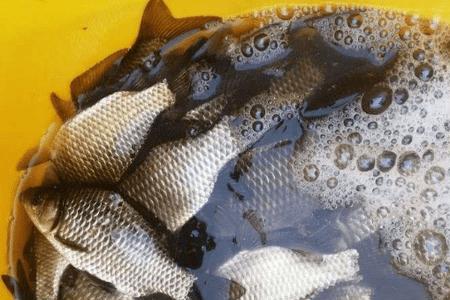野钓鲫鱼断头河位置好吗