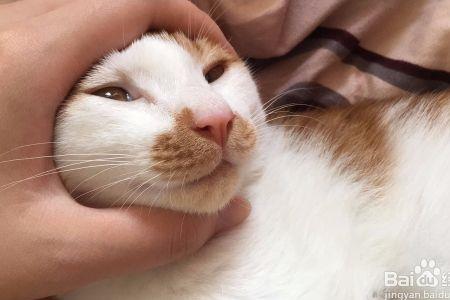 猫一岁了还是咬人为什么，怎么办