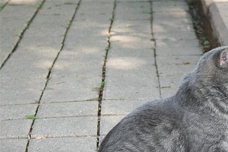 蓝猫尾巴翘起来什么意思