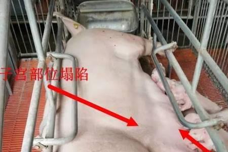 母猪有几个胎衣