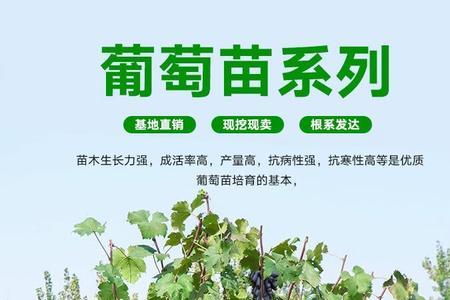 巨峰葡萄叶子特征图片