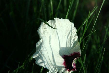 残红落芳的意思