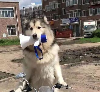 什么狗可以骑