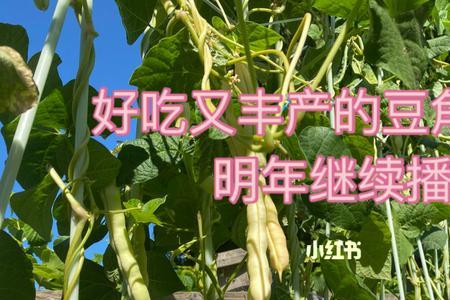 紫龙芸豆可以留种么