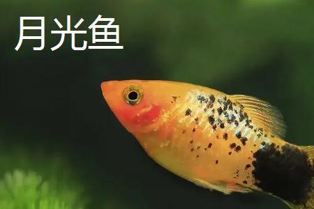 同一窝鱼能繁殖下一代吗