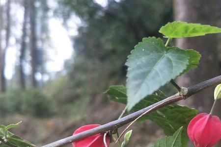 有花植物和无花植物的关系