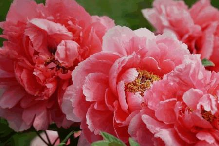 牡丹花8月修剪好吗