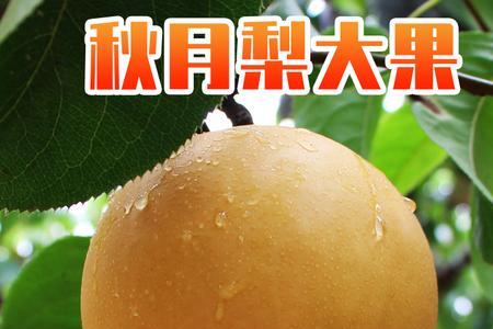 秋月梨和元黄梨一样吗