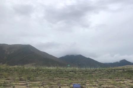 黄沙能种植甚么