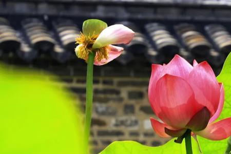 清风徐来可以形容什么