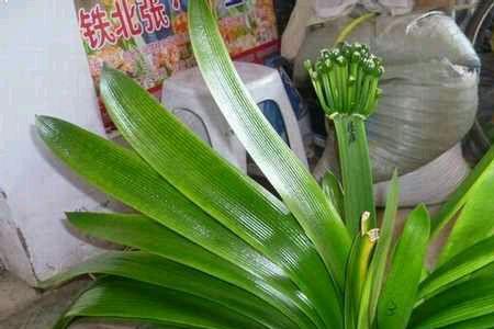 怎样让君子兰脉纹突出