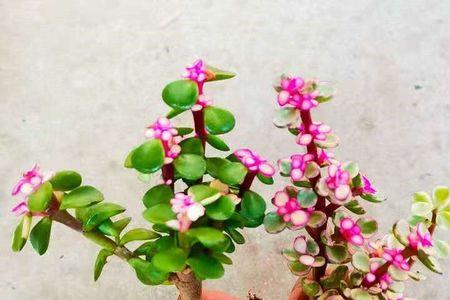 植物吸收什么颜色的光