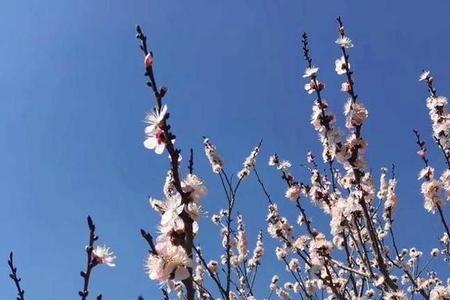 杏花在24小时几点开放