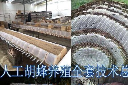 一窝黄蜂养殖利润