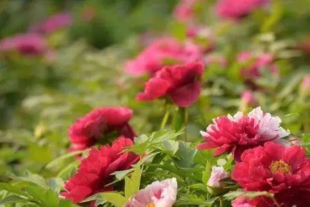 看花开花谢品聚散离别什么意思