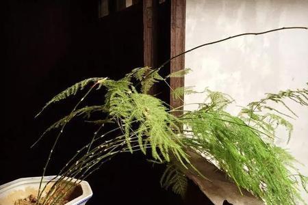 文竹为什么用黄泥