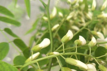 槐花十年怎么不开花呀
