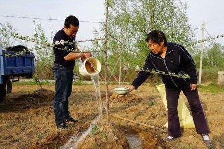 苹果采收前水什么时候浇