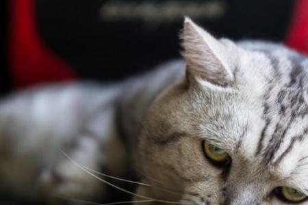 猫咪死后想念猫咪该怎么办