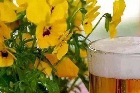 啤酒浇茉莉花的正确方法