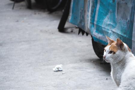不会做巷子里的猫啥意思