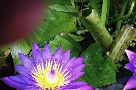 股市蓝莲花什么意思