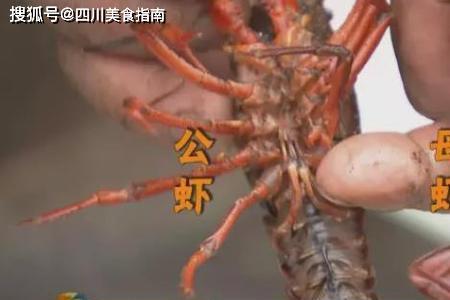 龙虾多久能长大