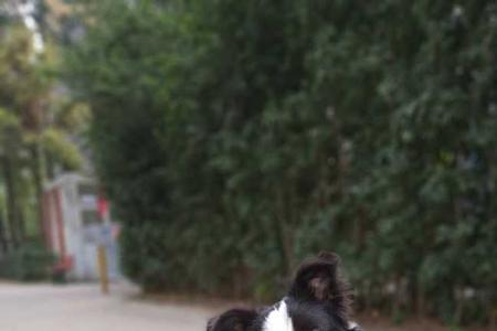 边牧幼犬总是张嘴咬人的原因