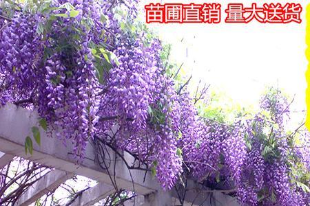 紫藤和凌霄哪个长得快
