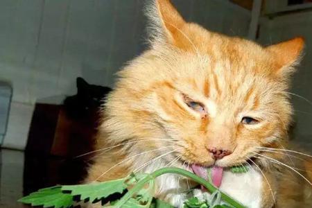 为什么猫不喜欢猫薄荷