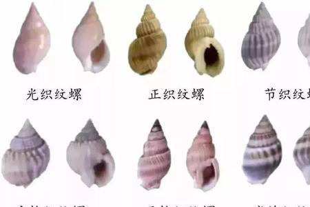 螺蛳有眼睛吗