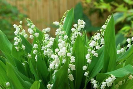 铃兰花不出芽
