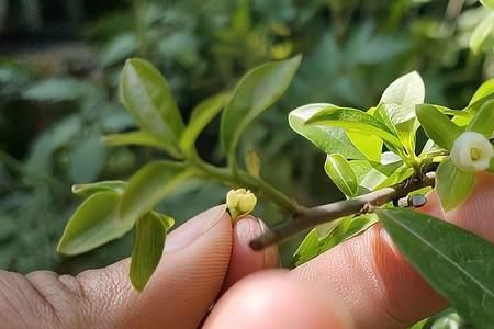 胡茄是否需要授粉