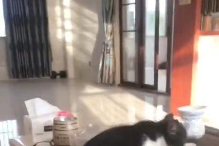潮汕吊脖猫的说法