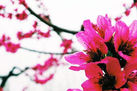 羞面桃花对句