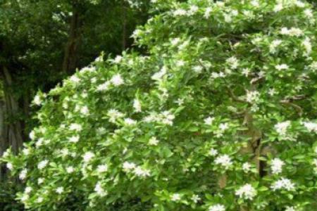 可食用藤本千里香多久开花