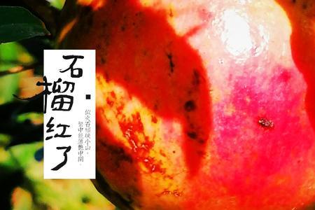 石榴红了文案