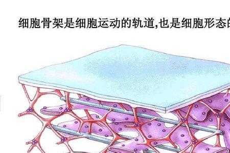 血细胞有没有细胞壁