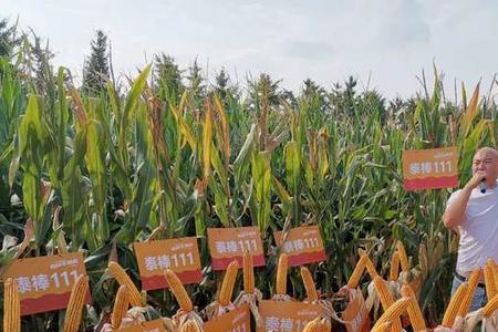 金禾111玉米种怎么样